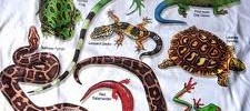 Reptiles en inglés