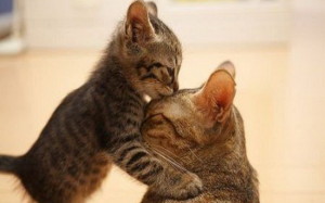 Beautiful-Cat-and-Kitten-cats-16095956-1280-800