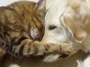 Cat-and-Dog