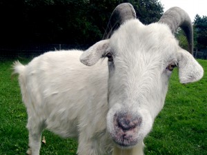Cabra | Goat