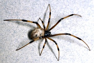 Spider | Araña